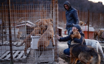 Szocsi 2014 - Orosz milliárdos segítségével mentik a kínossá vált kóbor kutyákat