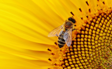 Így változott a hazai méhpopuláció az elmúlt két évtizedben